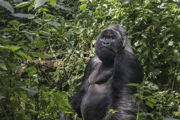 Six park rangers ambushed and killed in Congo gorilla reserve