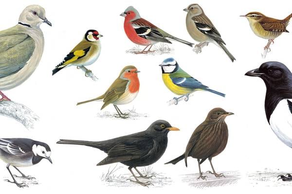 Identify Ireland’s most common garden birds – with pictures and sound