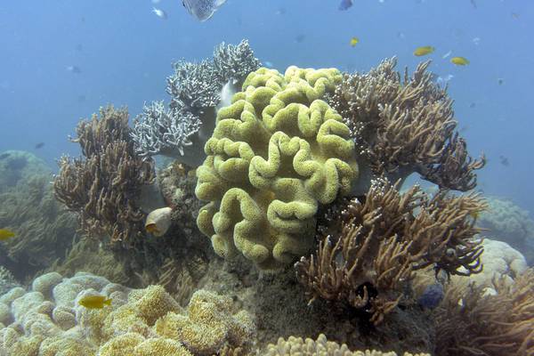 Is the Great Barrier Reef too big to fail? Unfortunately not