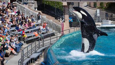 SeaWorld scraps controversial orca breeding programme