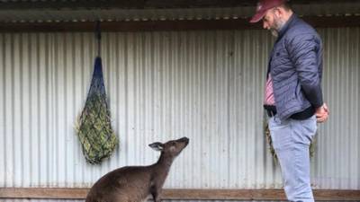 Kangaroos can learn to communicate with humans, Irish-led research says