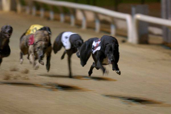 Officials to meet British counterparts over onward export of greyhounds