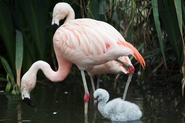 Nine flamingo chicks born at Dublin Zoo... and more on the way