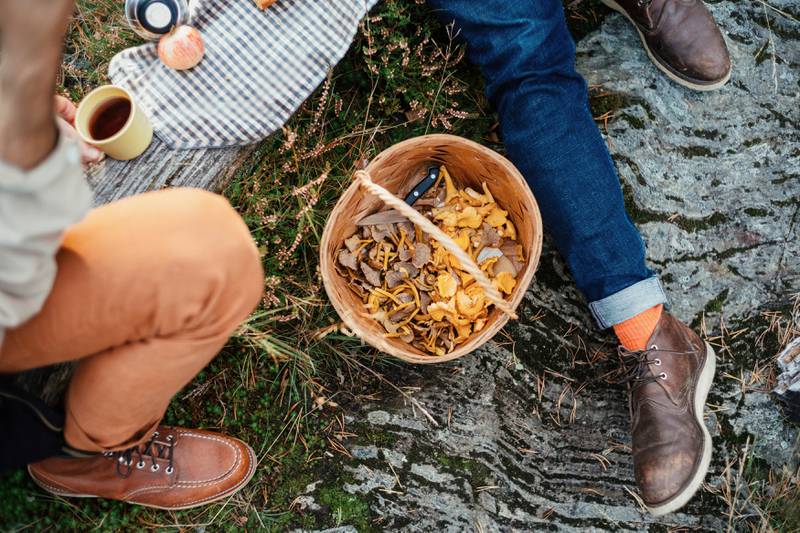 A crash course for first-time foragers in the forests of Finland