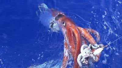 Irish researcher finds giant squid are just one big happy family