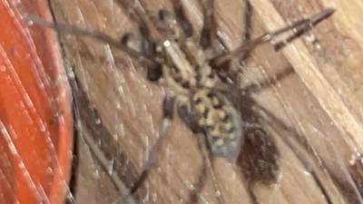 Is this a dangerous spider introduced to Ireland? Readers’ nature queries