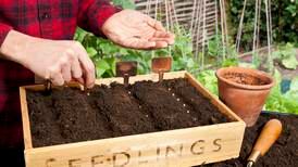 Ten vegetables to sow now to reap the rewards in autumn and winter
