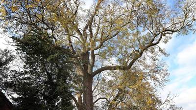 Number of trees with ash dieback disease up two-thirds in 2015