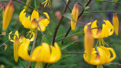 Supergrass: transform your patch into a prairie with these elegant grasses