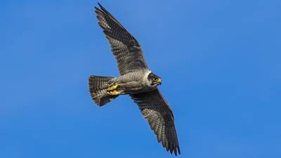 Flying high: Peregrine falcons return to Irish skies