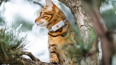 Weenect Tracker XS: GPS collar will keep tabs on your tabby (up to a point)