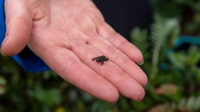 1,000 native toads released into specially constructed ponds in Kerry