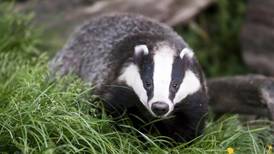 Illegal badger ‘persecution’ role in increased bovine TB – study