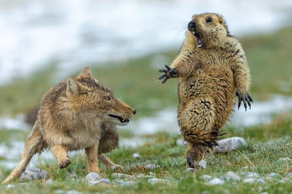 Image of fox and marmot wins wildlife photography competition