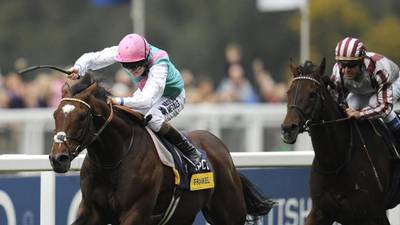 Frankel’s first foal born at Coolmore Stud to  mare Chrysanthemum