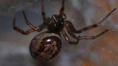 Noble false widow bites can require hospital treatment, study finds