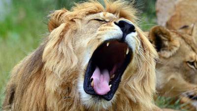 Woman  killed by  lion while driving in S Africa wildlife park