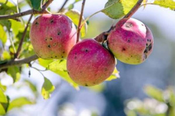 ‘Waste is Delicious’: Producing food with stuff other folks throw away