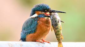 Why have this kingfisher’s ungrateful chicks rejected a fine fish supper?  