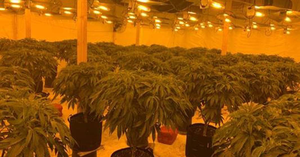 Two men held after ‘sophisticated’ cannabis farm located in Co Down
