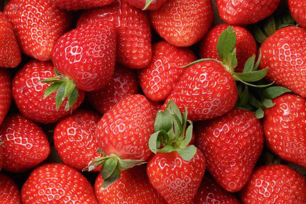 Britain’s strawberries may wither on lack of foreign pickers
