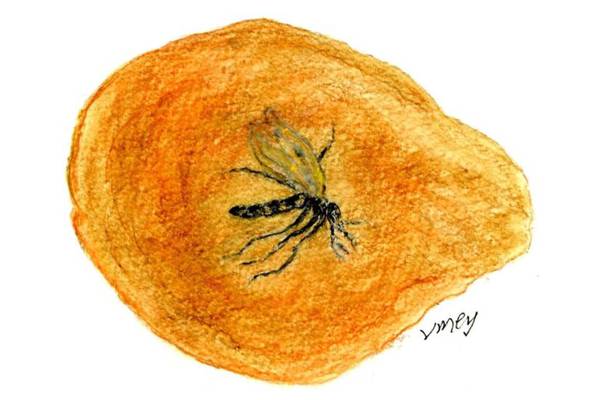 Ethna, Olivia and the mystery of the Killiney Bay amber