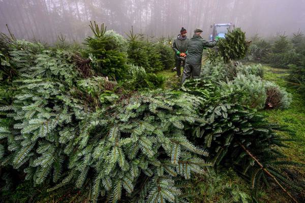 Christmas tree sales spurt welcomed by growers