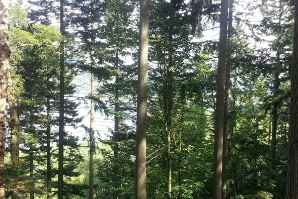 Continuous cover: a new approach to Irish forestry