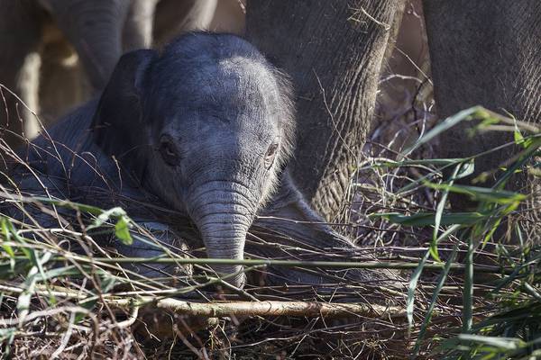It’s a girl! Elephant calf born at Dublin Zoo on Monday