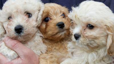 Puppies seized in illegal dog breeding investigation