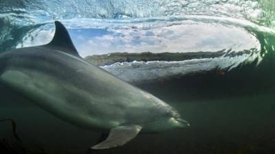 Image of dolphin ‘surfing’ in Ireland wins photography prize