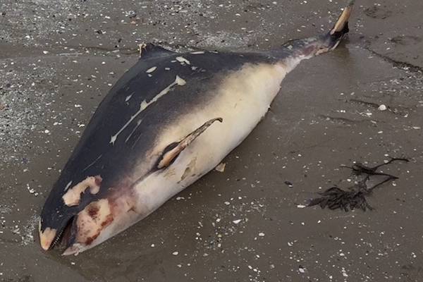 What’s this animal washed up in Dublin Bay? Readers’ nature queries