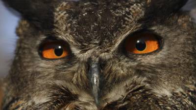 Dutch town on alert after ‘terror owl’ attacks