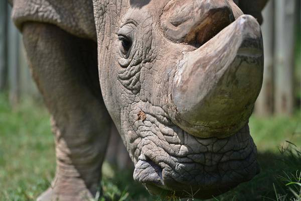 Death of last white rhino part of wider extinction crisis