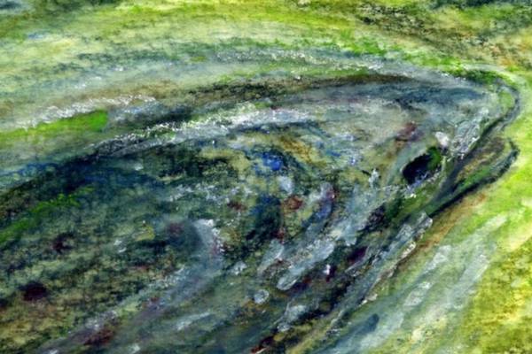 Michael Viney: how trout disappeared from my favourite river