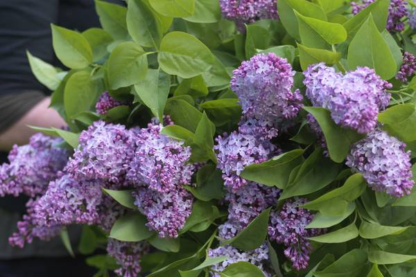 The miracle of lilac: long-living, sweet-smelling and very easy to grow