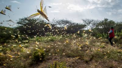 ‘It was like a cloud’: East Africa tackles worst swarms of locusts in decades