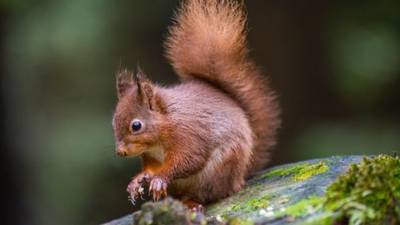 Squirrels saved after Coillte withdraws plan for forest road