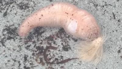 What is this creature we found on the beach? Readers’ nature queries