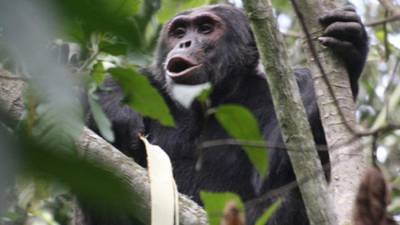Chimps take to crime rather than hunt for food, TCD study finds