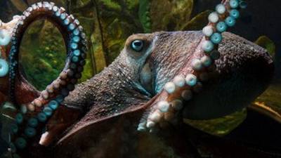 Inky the octopus legs it from New Zealand aquarium