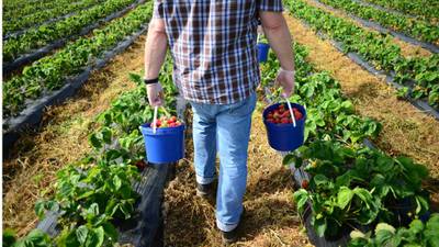 Bright future for growers despite weather setback