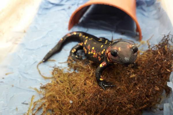 Call for ‘exotic animal’ rules after fire salamanders and natterjack toad seized