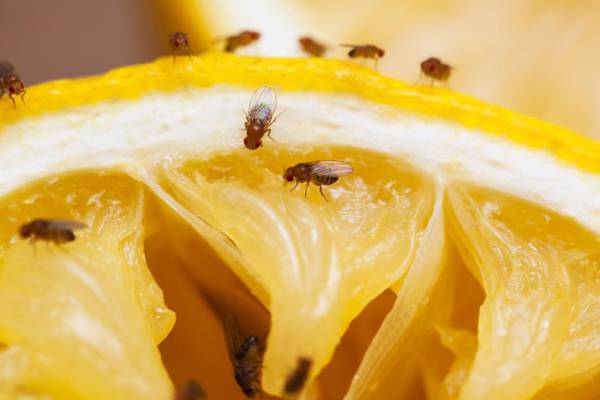 What’s the story with all the fruit flies – and how do you get rid of them?