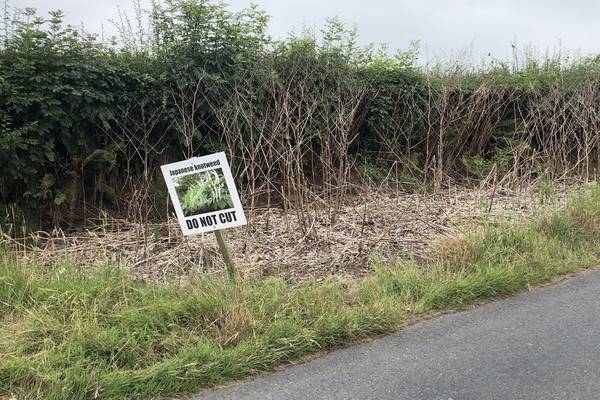 Knotty problem – On Japanese knotweed and other unwelcome guests of the Irish countryside