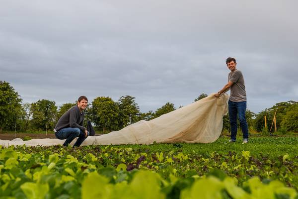 Eats shoots and leaves: The cafe growing 100kg of greens each day