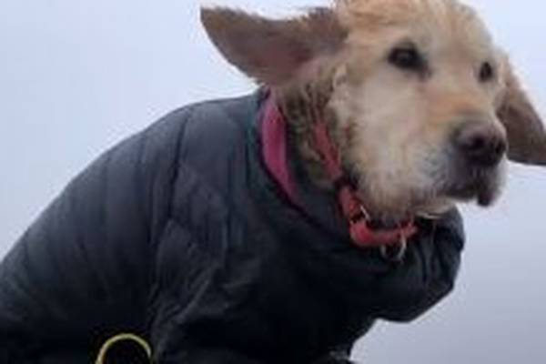 Dog lost for two weeks found in Wicklow mountains