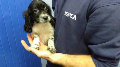 Seven puppies smuggled out of Ireland rescued in Wales
