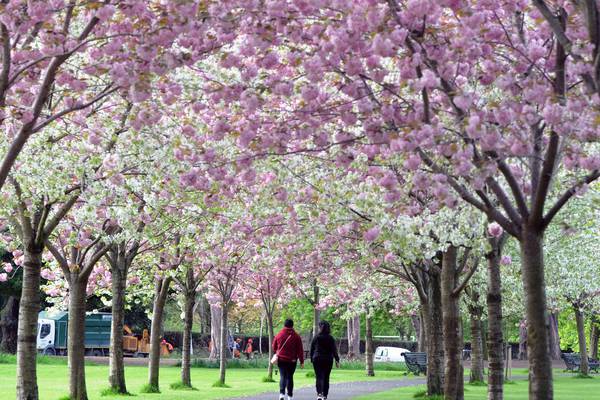 Cherry blossom trees planted ‘in silly places’ being cut down in Dublin