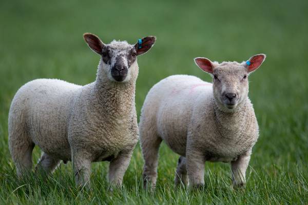 Lamb disease: Q&A